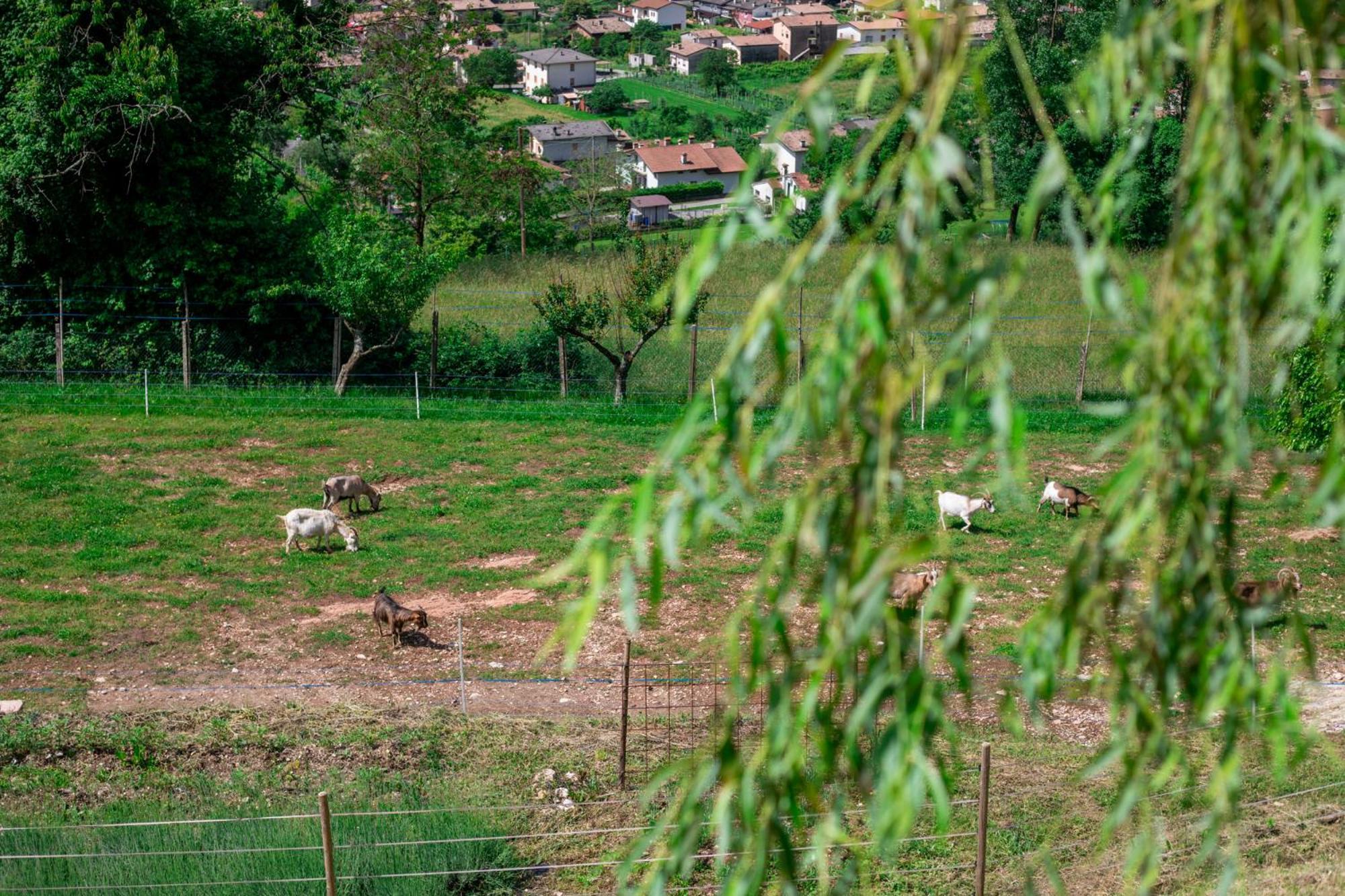 Agriturismo Riva Dei Coz Sequsino Buitenkant foto